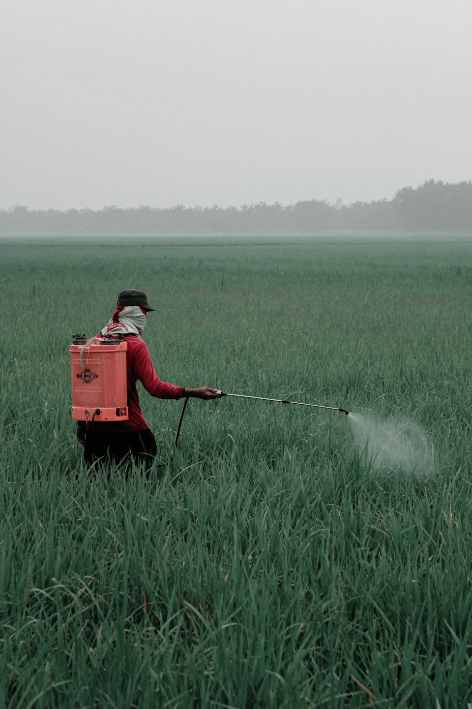 Un agricultor rocía un gran campo de cultivo verde con un pulverizador de mochila.